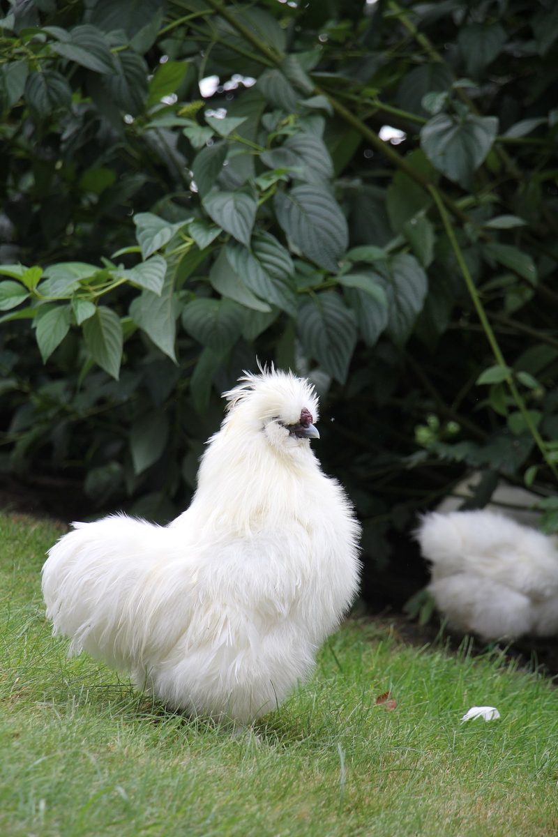 Das macht Seidenhühner zu beliebten Gartenbewohnern
