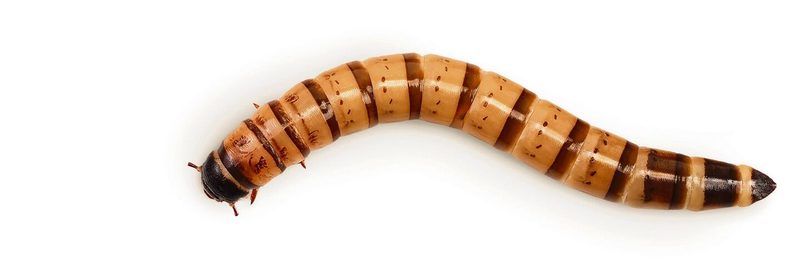 Lebendfutter selbst züchten – so gelingt’s