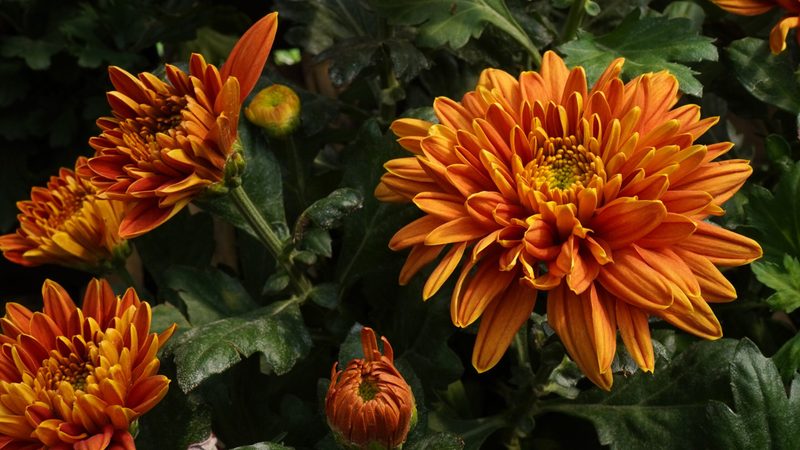 Diese Pflanzen blühen im November