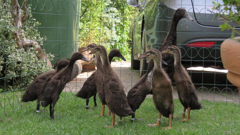 Zu Besuch bei Laufenten-Züchterin Pia Oechslin