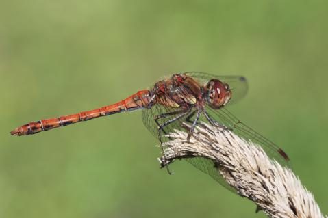 04-grosse-heidelibelle-loz-ccbysa3.jpg