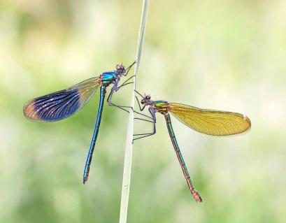 01-gebaenderte-prachtlibelle-shutterstock.JPEG