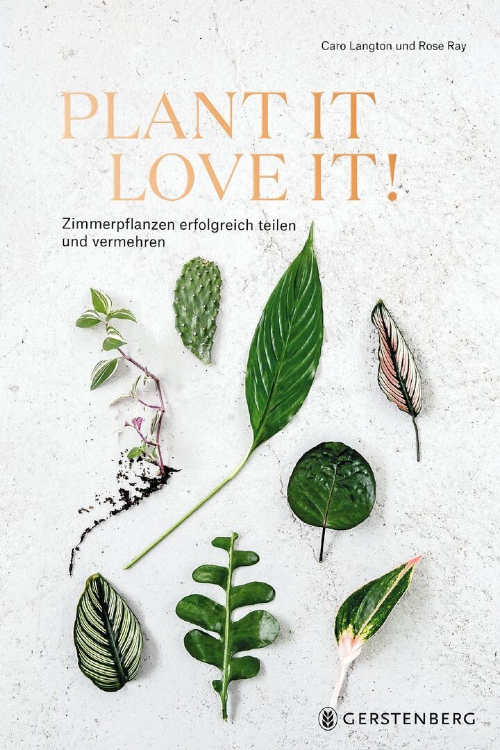 So einfach züchten Sie ihre eigenen Zimmerpflanzen