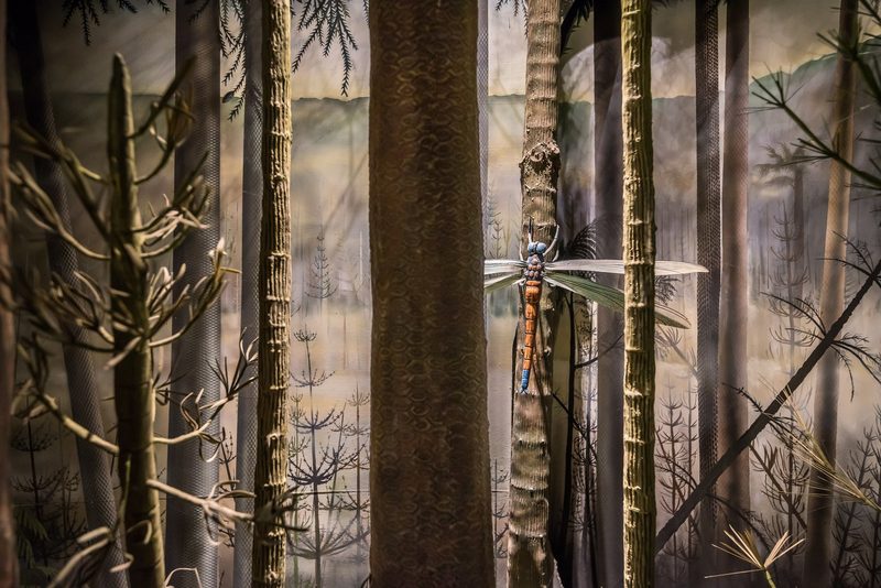 Als Insekten Giganten waren