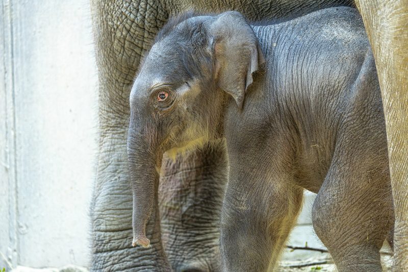 Zoo Zürich gibt Namen des männlichen Elefanten-Jungtieres bekannt