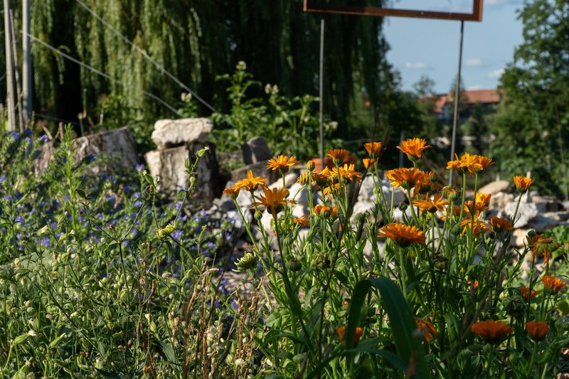 Timo Jeutter: Essbarer Waldgarten
