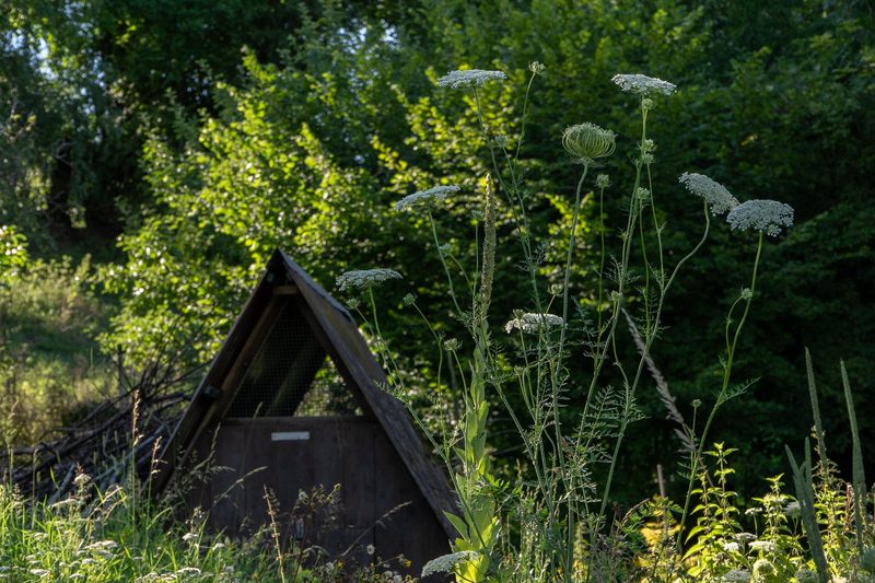 Timo Jeutter: Essbarer Waldgarten