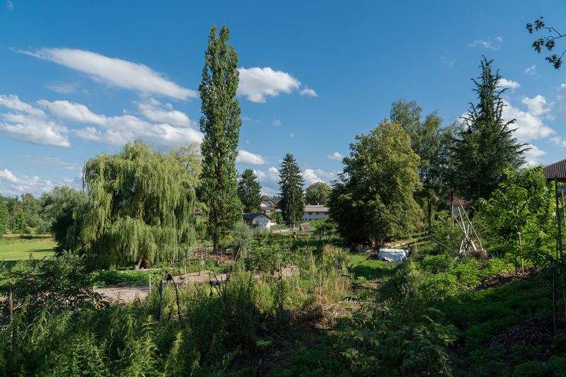 Timo Jeutter: Essbarer Waldgarten