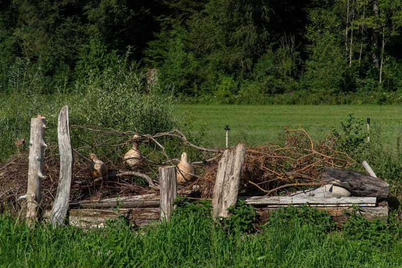 Timo Jeutter: Essbarer Waldgarten