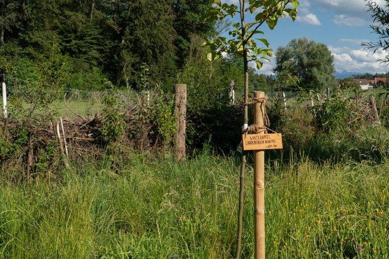 Timo Jeutter: Essbarer Waldgarten