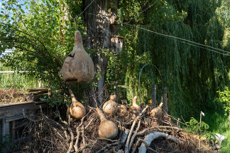 Timo Jeutter: Essbarer Waldgarten