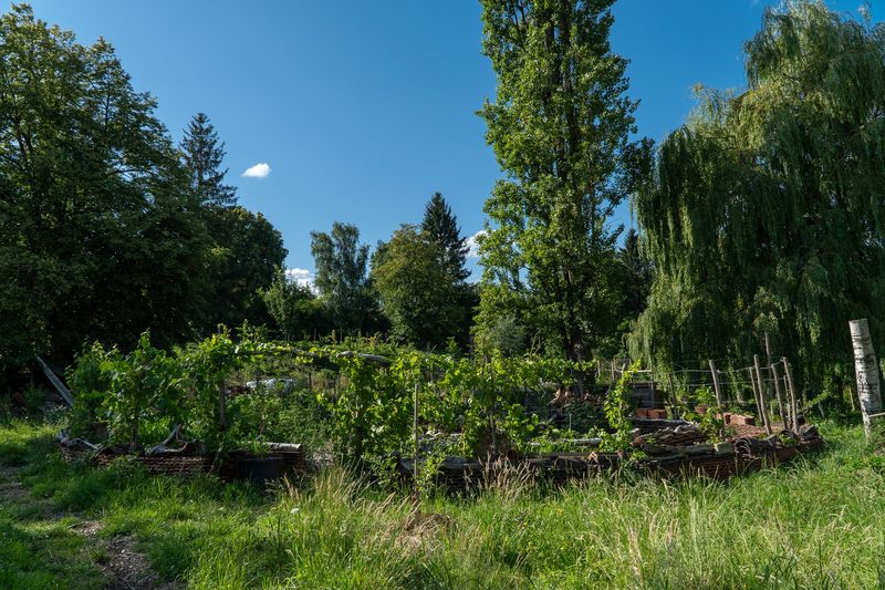 Timo Jeutter: Essbarer Waldgarten