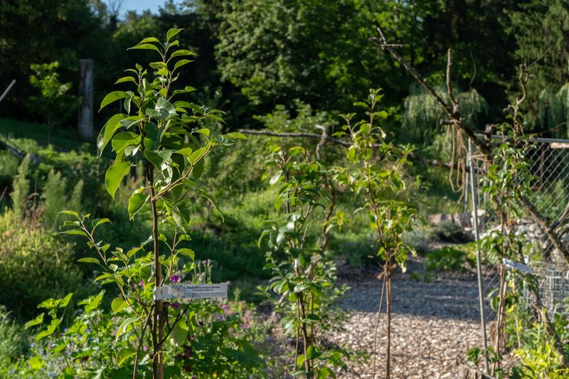 Timo Jeutter: Essbarer Waldgarten