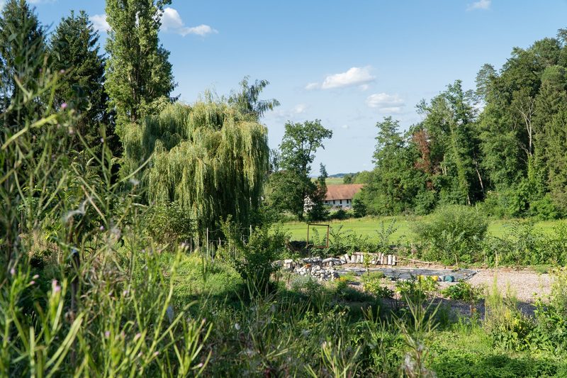 Timo Jeutter: Essbarer Waldgarten