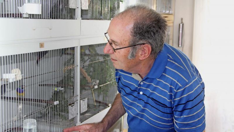 Züchter Hans Graber mit Gouldamadinen und Gemalten Astrilden