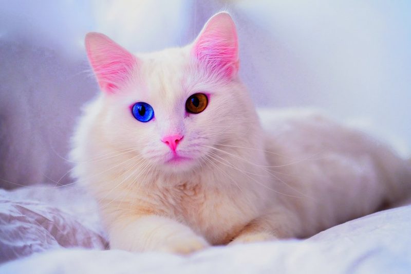 Nach vorne geklappte Ohrmuscheln oder Farbanomalien: Genmutationen machen den Katzen das Leben schwer.