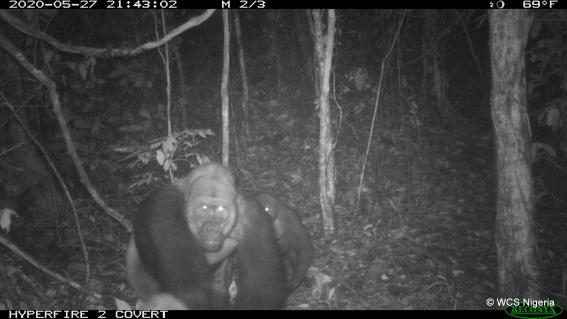 Cross-River-Gorillas in den Mbe Mountains in Nigeria