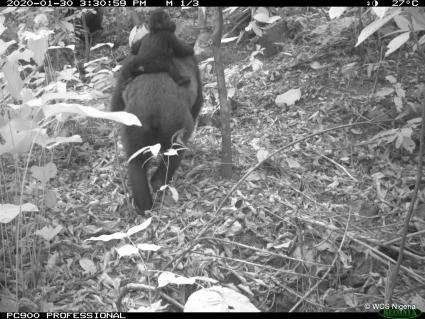 Cross-River-Gorillas in den Mbe Mountains in Nigeria