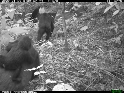 Cross-River-Gorillas in den Mbe Mountains in Nigeria