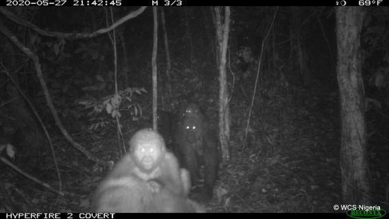 Cross-River-Gorillas in den Mbe Mountains in Nigeria
