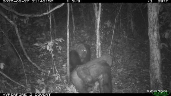 Cross-River-Gorillas in den Mbe Mountains in Nigeria