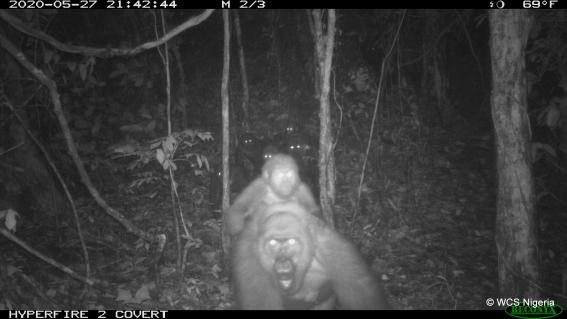 Cross-River-Gorillas in den Mbe Mountains in Nigeria