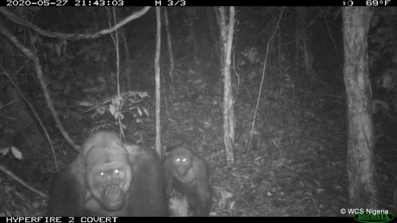 Cross-River-Gorillas in den Mbe Mountains in Nigeria