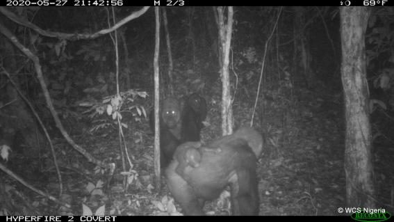 Cross-River-Gorillas in den Mbe Mountains in Nigeria