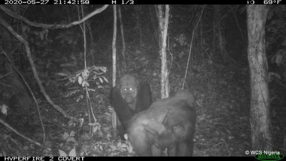 Cross-River-Gorillas in den Mbe Mountains in Nigeria