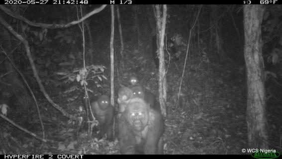 Cross-River-Gorillas in den Mbe Mountains in Nigeria