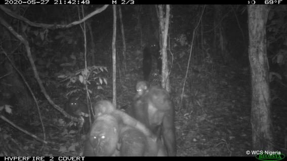Cross-River-Gorillas in den Mbe Mountains in Nigeria