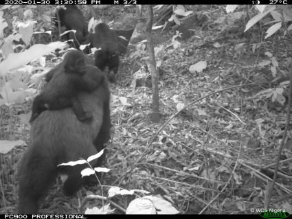 Cross-River-Gorillas in den Mbe Mountains in Nigeria