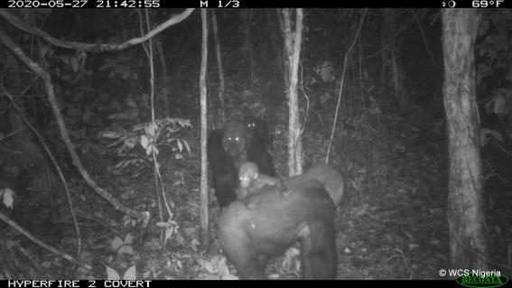 Cross-River-Gorillas in den Mbe Mountains in Nigeria