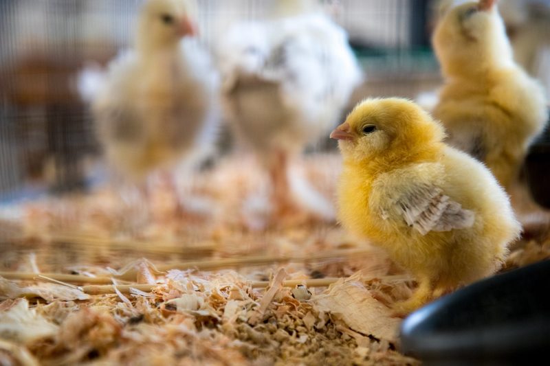 40 Millionen männliche Küken gerettet