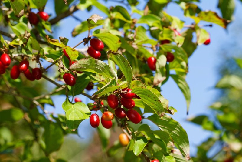 Herbstlicher Beerenschmaus für Wildvögel