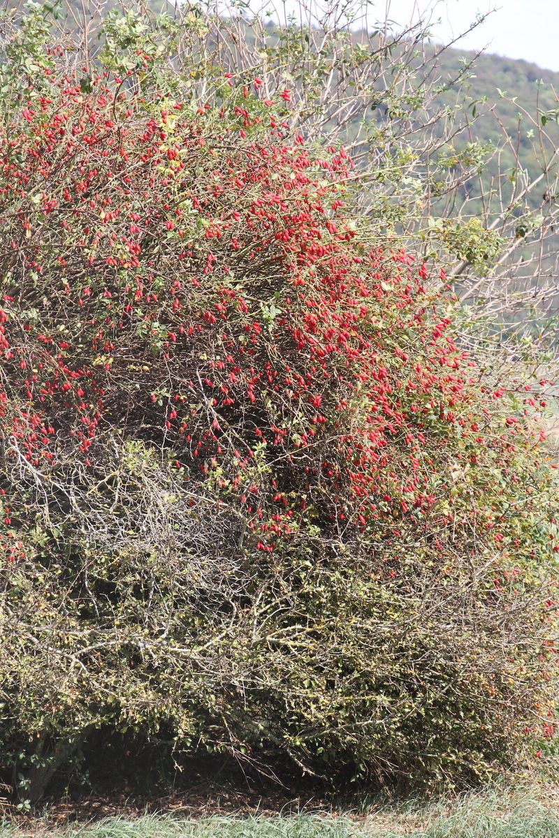 Herbstlicher Beerenschmaus für Wildvögel