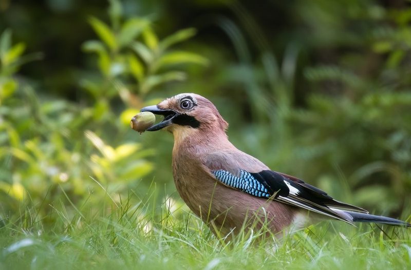 Herbstlicher Beerenschmaus für Wildvögel