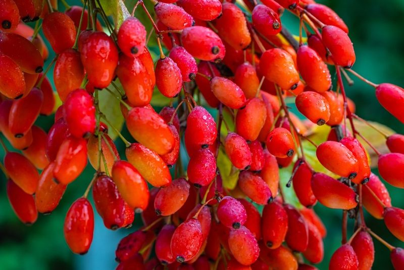 Herbstlicher Beerenschmaus für Wildvögel