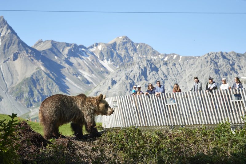 Arosa Bärenland: Wo misshandelte Bären Zuflucht finden