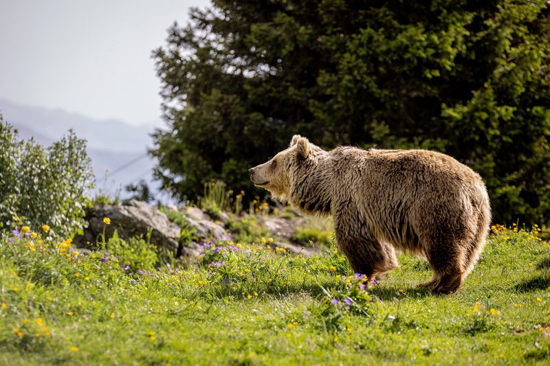 Arosa Bärenland: Wo misshandelte Bären Zuflucht finden