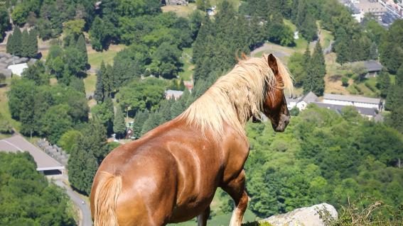 Pferde und Berge