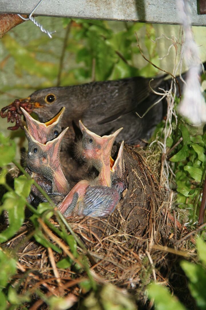 Amseln füttern Junge auf grünem Balkon.