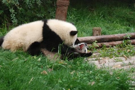 Pandababys in Chengdu