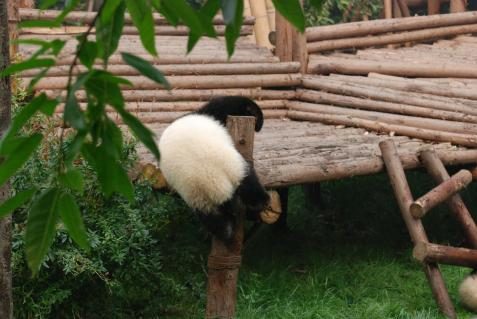 Pandababys in Chengdu