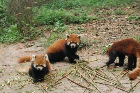 Kleine Pandas in Chengdu