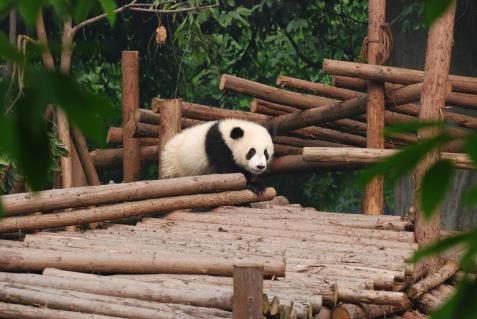 Pandababys in Chengdu