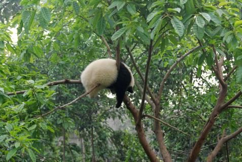 Panda in Chengdu