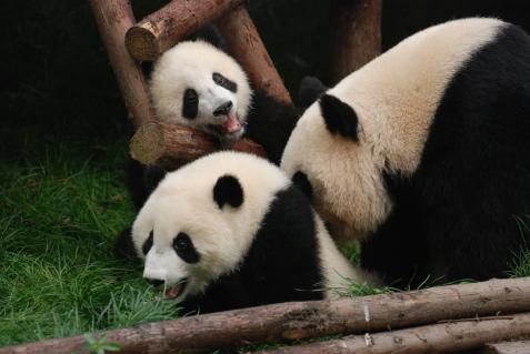 Pandababys in Chengdu