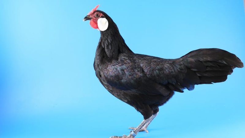 Hamburgerhuhn in schwarz