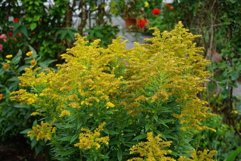 Invasive Neophyten: Herausforderung für Natur, Garten und Gesetzgebung